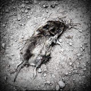 Dead Mouse