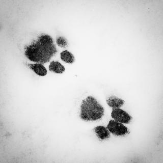 Cat tracks in the snow