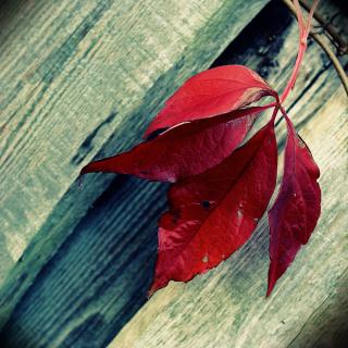 Red leaf