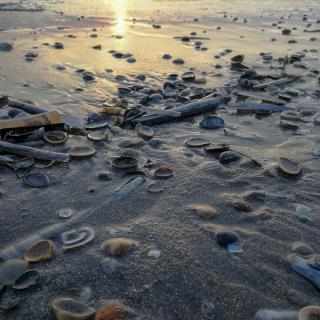 Muscheln im Sand 