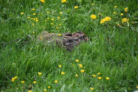 versteckt im Grase liegt ein Hase