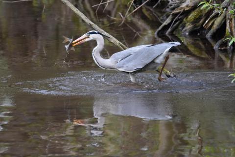 gelungener Fischfang