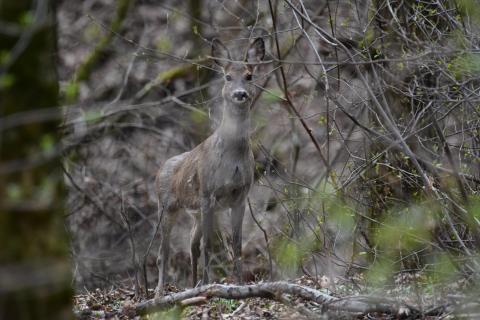 gut versteckt im Wald