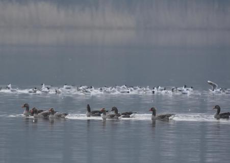 Wildgänse und Lachmöwen am See