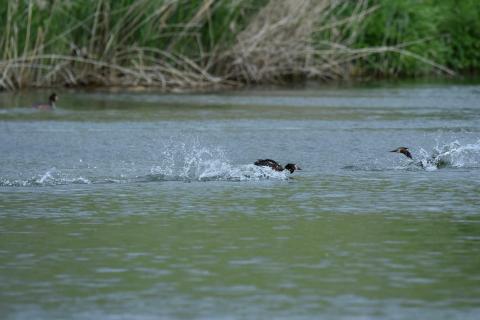 Haupentaucher in wilder Jagd über den See