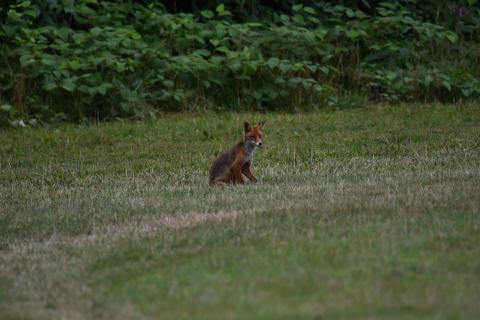 kleiner Fuchs