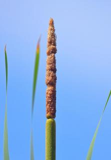 Schmalblättriger Rohrkolben [Typha angustifolia]