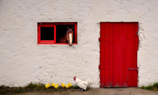 farm yard