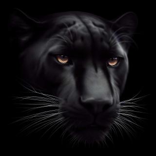 black panther