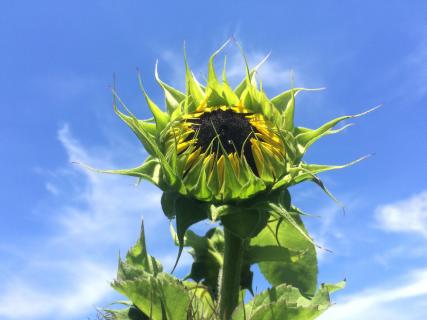 Sonnenblumen Portrait