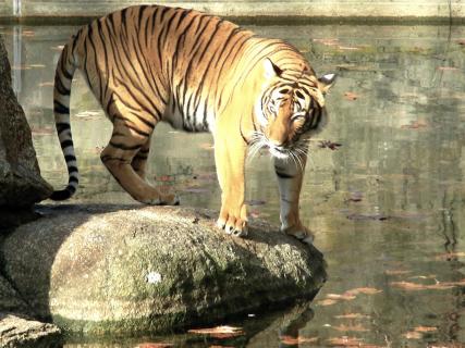 Tiger sonnt sich am Wasser