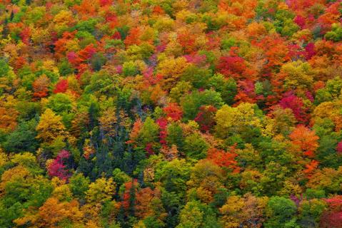 Herbst am Cabot Trail