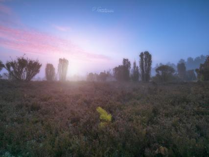 Sonnenaufgang in der heide