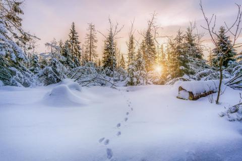 Spuren im Schnee