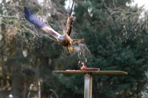 Rotmilan greift Futter im Garten