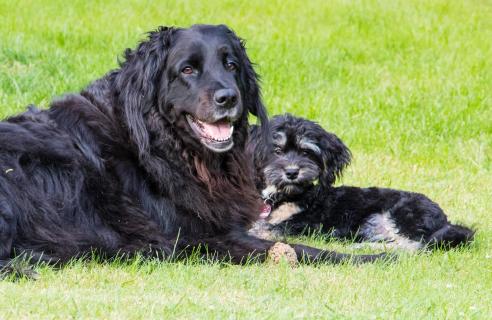 Hundefreundschaft zwischen Hovawart und Havaneser