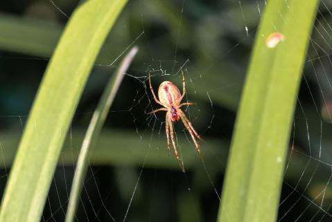 Spinne sitzt in ihrem Spinnennetz am Gartenteich