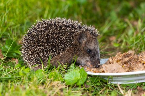 Junger Igel kommt aufs Grundstück