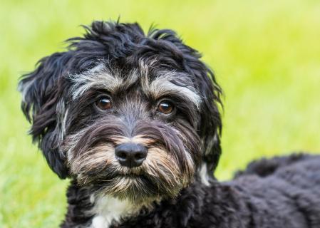 Hund im Garten