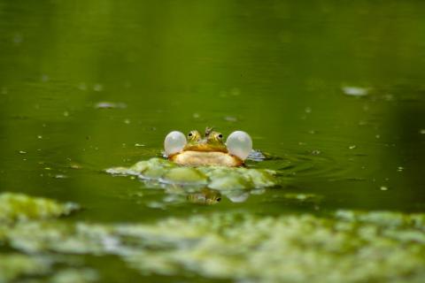 Frosch schwimmt im Teich