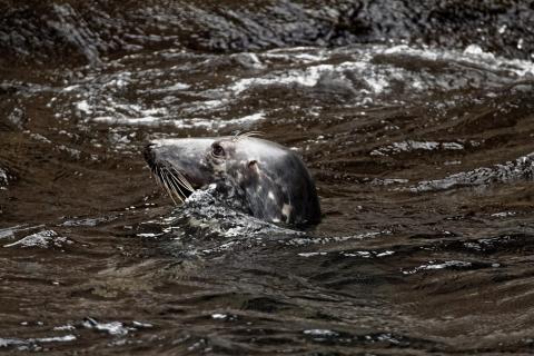 Immer schön den Kopf über Wasser halten