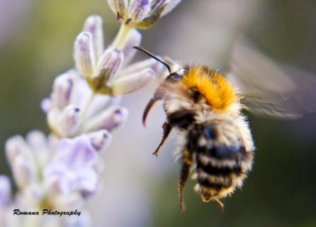 Honigbiene im Abflug