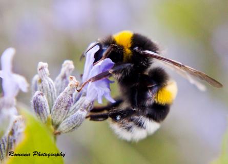 Hummel beim Speisen