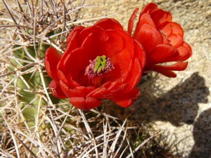 05 das Hauptmotiv hat-eine-farbe-rot_jana-thiem-eberitsch