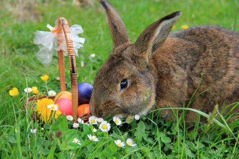 07 fangen Sie den-Frühling-ein_jana-thiem-eberitsch