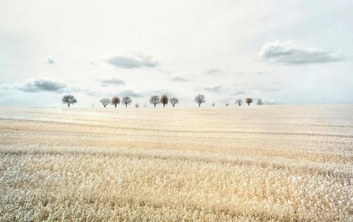 Die Bäume am Horizont