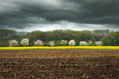 Die weiße Blüten