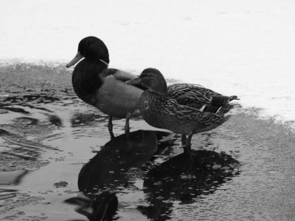 Entenpärchen auf dem zugefrorenen Teich