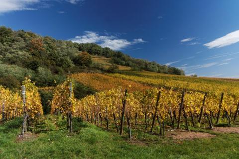  Goldener Weinberg