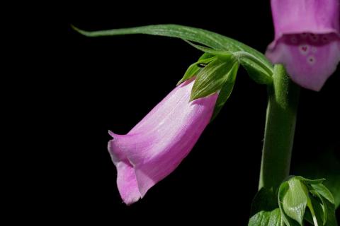 Fingerhutblüte