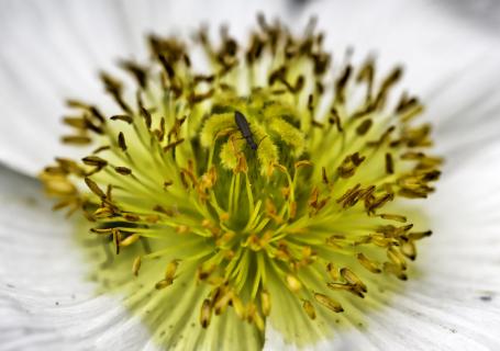  Weiße Blüte mit schwarzem Käfer
