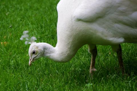 Weißer Pfau