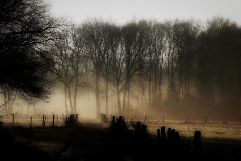 Abendstimmung im Wald