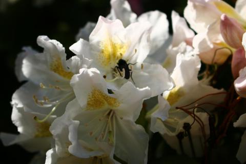 Besucher in weißer Blüte