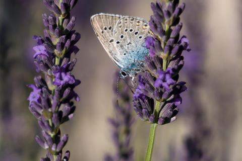 14_makro_Elisabeth_Weidmann