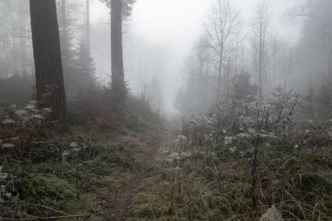 39_Herbst-im-Nebel_Elisabeth_Weidmann