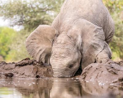 Baby Elephant drinking