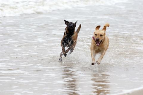 Zwei Hunde_am_Meer