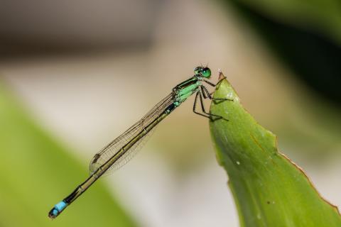 Libelle in gruen