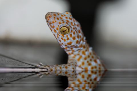 grosser Gecko