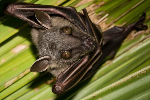 Fledermaus