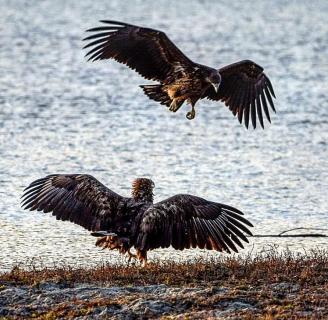 SEEADLER EHESTREIT 