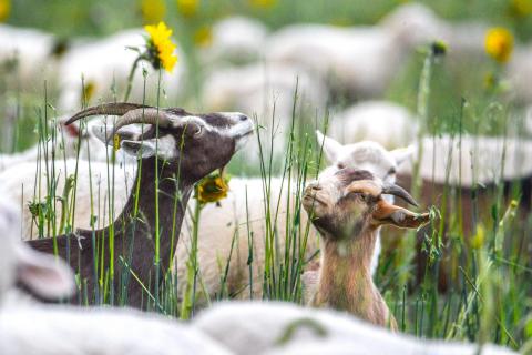 Die Ziegen und die Sonnenblumen