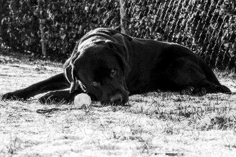 Black Lab on ice