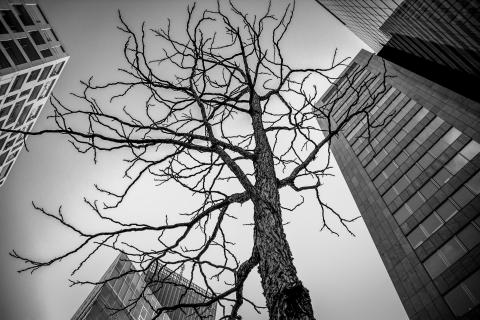 David gegen Goliath(s)