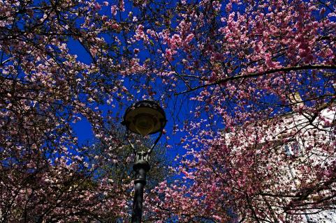 07 Fangen Sie Den-Frühling-Ein!_Thorsten_Meisner